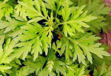 农村野生的艾草,红脚艾草是长什么样子的?艾草还能这样用!