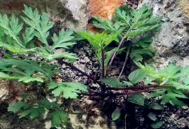 爬墙虎图片脚长什么样 59897e5b0021f.jpg