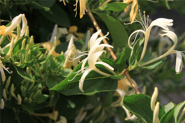 哪种金银花露的功效最好 599a793dc0e82.jpg