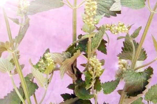 亩产三万斤水稻图片_中药材亩产收入有多少