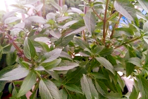 亩产三万斤水稻图片_中药材亩产收入有多少