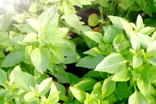 亩产三万斤水稻图片_中药材亩产收入有多少