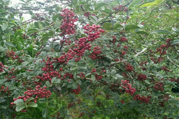 种植花椒树的前景咋样_花椒树没棵收入