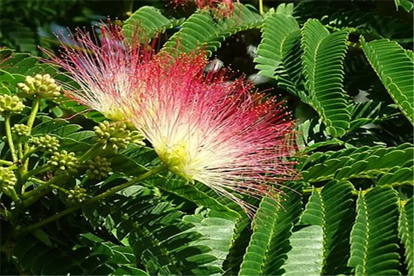1,合欢树园林应用 食疗保健作用:合欢的皮,花,叶均可入药,性味甘平