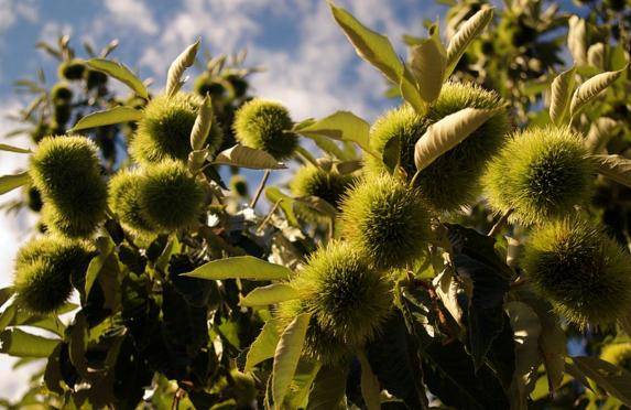 几月份嫁接树最好 59b893f454ee5.jpg