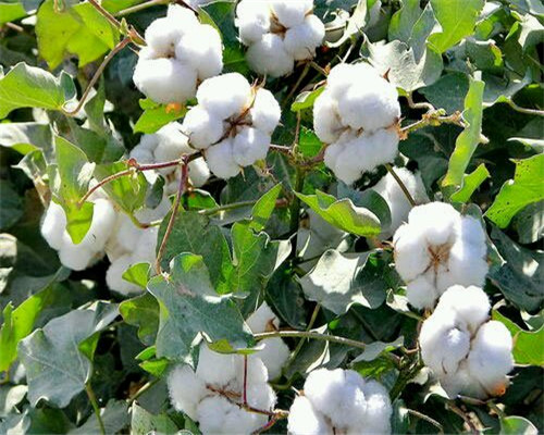新疆将打造棉花等“四个百万亩”制种基地
