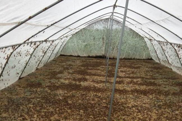 蚂蚱养殖大棚_蚂蚱养殖成本与收入(2)