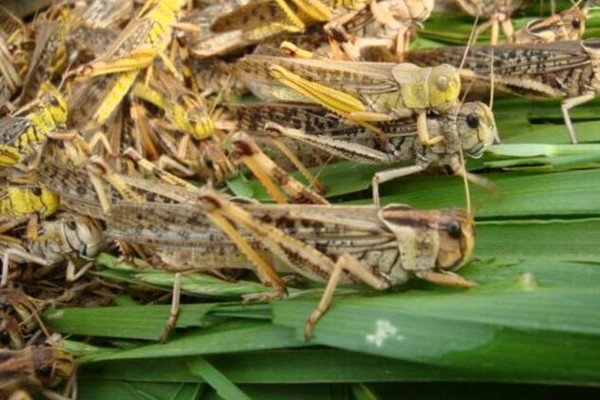 蚂蚱养殖大棚_蚂蚱养殖成本与收入