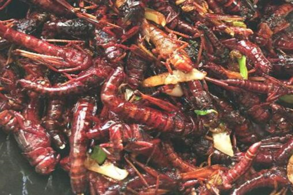 蚂蚱养殖大棚_蚂蚱养殖成本与收入(2)