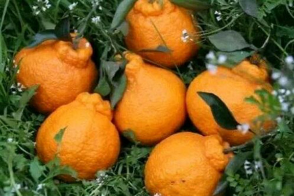 花鲢_花鲢每亩收入多少钱