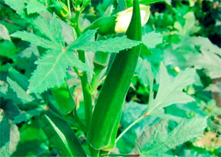 轻如棉花打一动物_一亩棉花能收入多少钱(3)