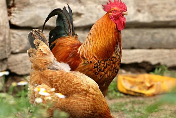 肉鸡养殖设备_养殖肉鸡收入如何(2)