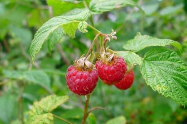 轻如棉花打一动物_一亩棉花能收入多少钱(2)