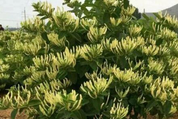 金银花露_一亩金银花纯收入(2)