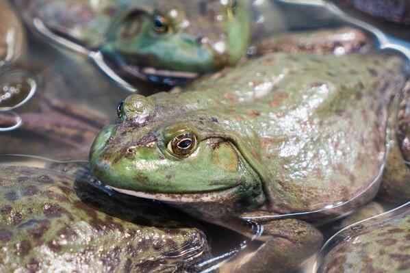 石蛙是国家保护动物吗?有寄生虫吗?多少钱一斤?