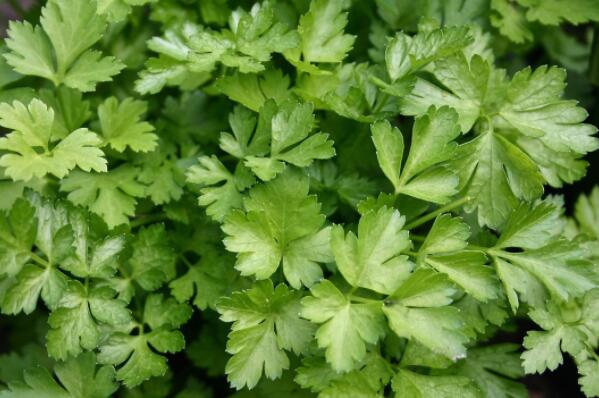 花鲢_花鲢每亩收入多少钱(3)