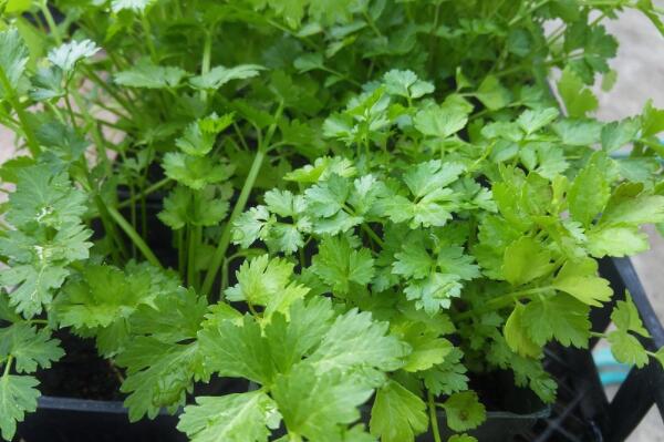 现在能种植香菜吗 5a2e1dc61b589.jpg