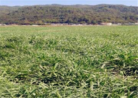甘蔗种植方法几月种植 5a5d9dae82296.jpg