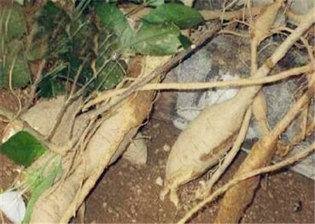 亩产三万斤水稻图片_中药材亩产收入有多少