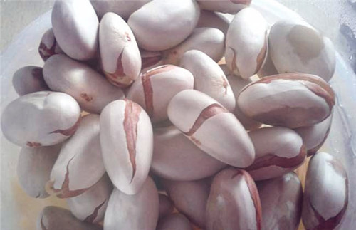 菠萝蜜核可以种盆栽吗 怎么种