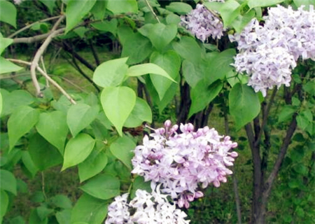 丁香花什么时候开花?一年开几次花?花期有多长?