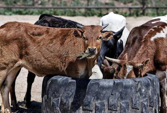 建牛舍一平方米需要多少钱?农村怎样养牛赚钱快?
