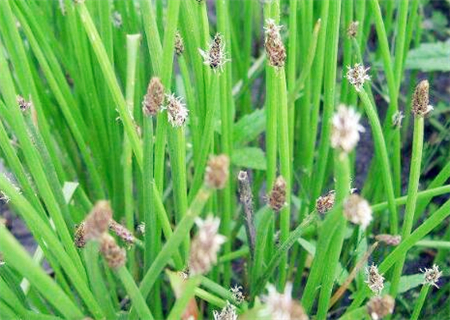荸荠(马蹄)主要分布在什么地方?2018年多少钱一斤?(附高产栽培技术)