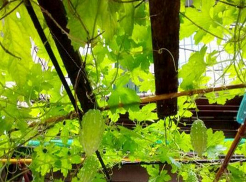 甘蔗种植方法几月种植 5a68235936634.jpg
