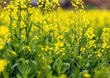 2018年全国各地油菜花什么时候开花?什么时候开的最旺