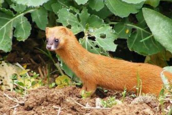 为什么黄鼠狼怕鹅