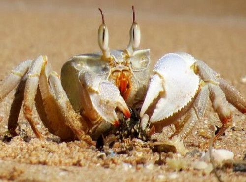 绝大多数种类的螃蟹生活在海里或近海区,也有一些栖于淡水或陆地.