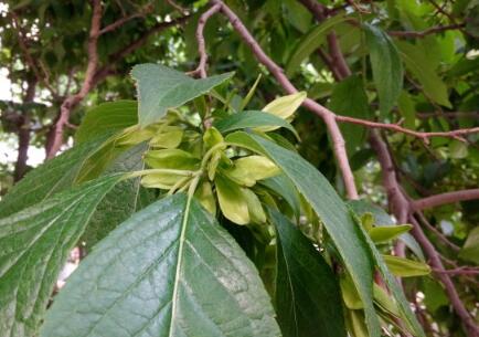 半夏白术天麻汤_白术亩收入多少(3)