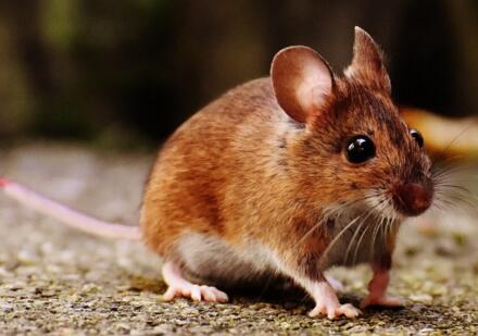 常见的老鼠是哺动物吗一窝能生几只它能活多少年如何消灭