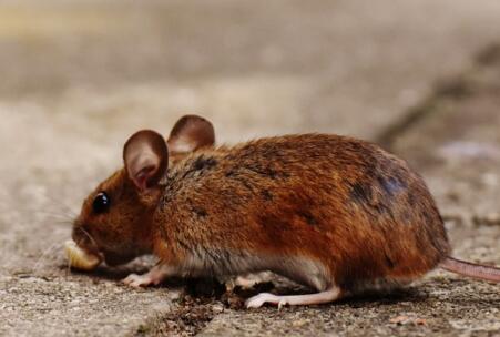 常见的老鼠是哺动物吗一窝能生几只它能活多少年如何消灭