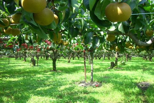现在可以种什么水果树 5a90e2bd18649.jpg