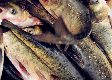 花鲢_花鲢每亩收入多少钱(2)