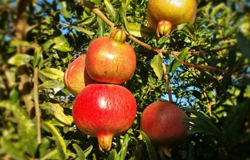 农业项目 种植项目 4,病虫害防治 (1)病害防治 石榴树夏季要及时修剪