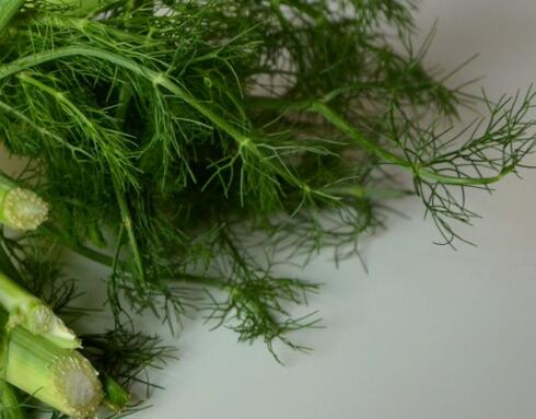 在家种蔬菜多久能发芽 5a96098706d0a.jpg