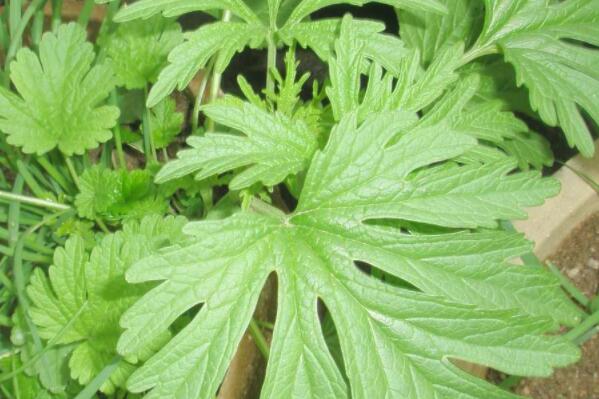 中草药收购价格行情 5a961fe28e50b.jpg