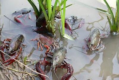 龙虾养殖_龙虾养殖一亩收入