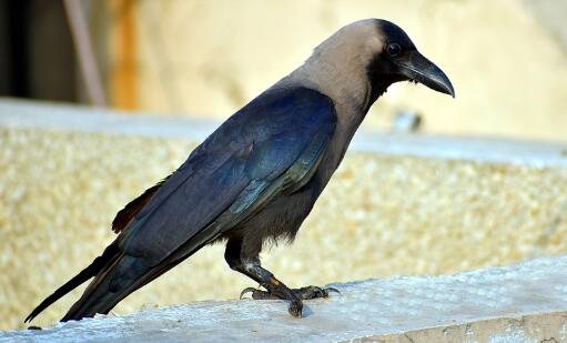 "雀形目鸦科鸟类"乌鸦吃什么食物?为什么乌鸦是不吉利