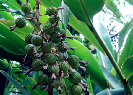 亩产三万斤水稻图片_中药材亩产收入有多少(3)