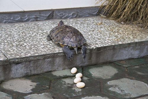 生态杀手巴西龟一年大概可以长多大最大能长多少斤多大能下蛋