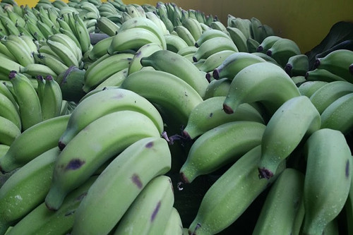 香蕉种植的成本与利润分析前景如何如何规避投资风险