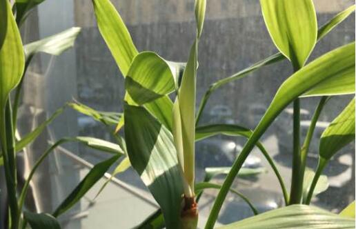 富贵竹叶子发黄怎么治 5aa21cc1909c4.jpg