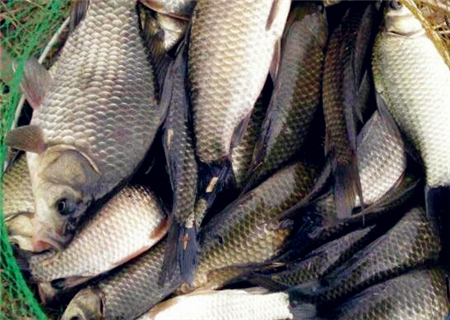 红烧鲫鱼_鲫鱼养殖一亩收入