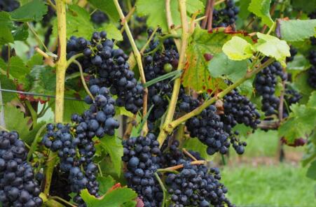 盆栽葡萄养根方法 5aaa222937d06.jpg