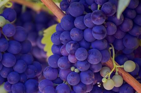 盆栽葡萄养根方法 5aaa225b75427.jpg