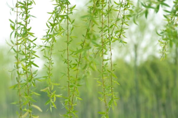 落叶乔木垂柳靠什么传播种子?树苗价格多少钱一棵?种植技术有哪些?