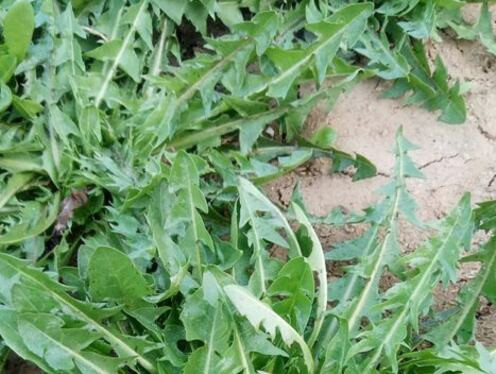 婆婆丁的功效与作用及禁忌 5ab31d93c0e26.jpg